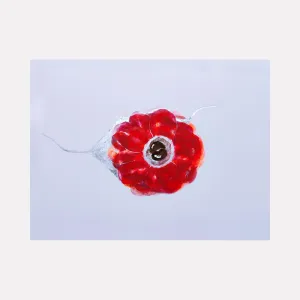 Anemone Coronaria