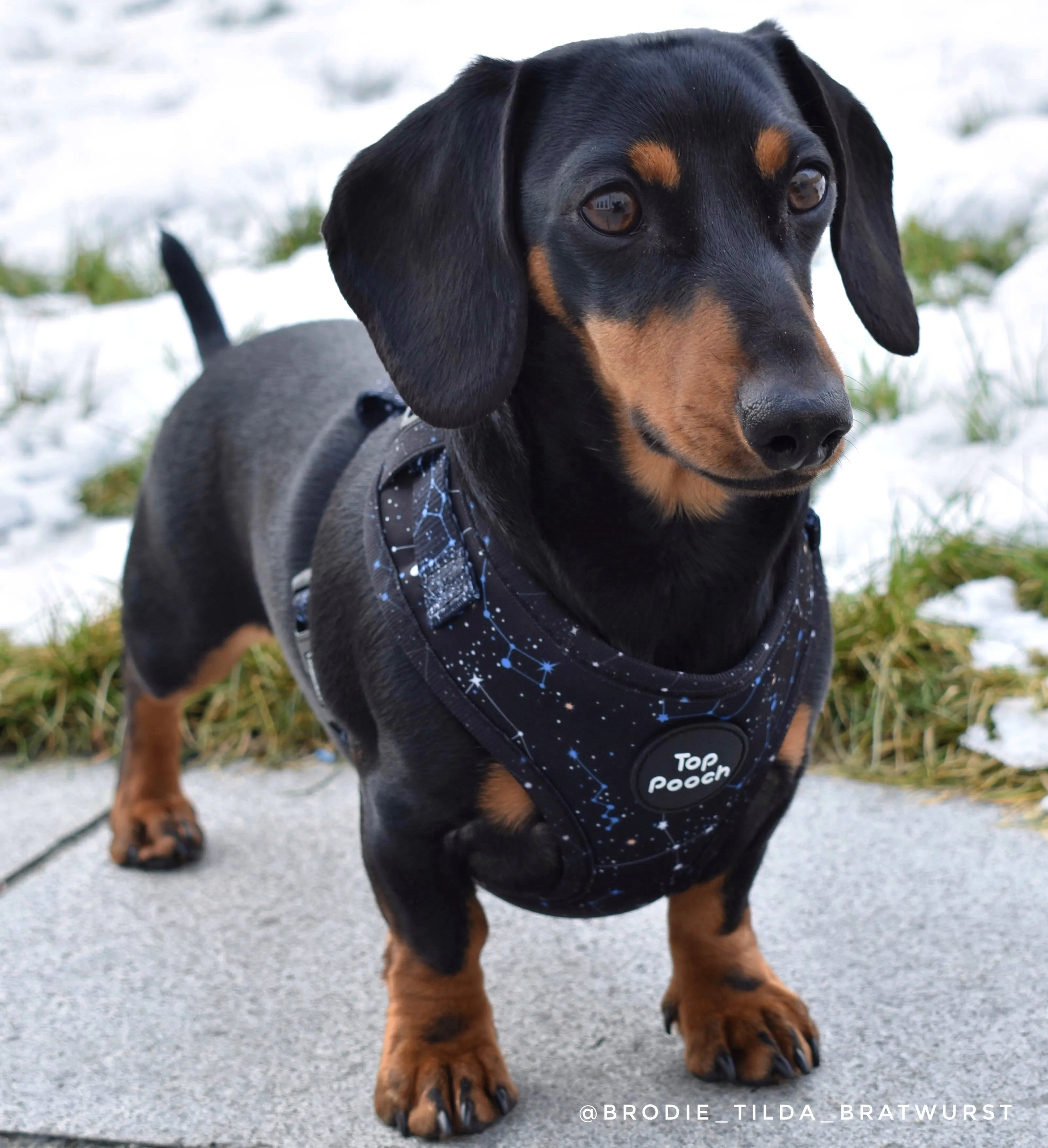 Constellations Harness