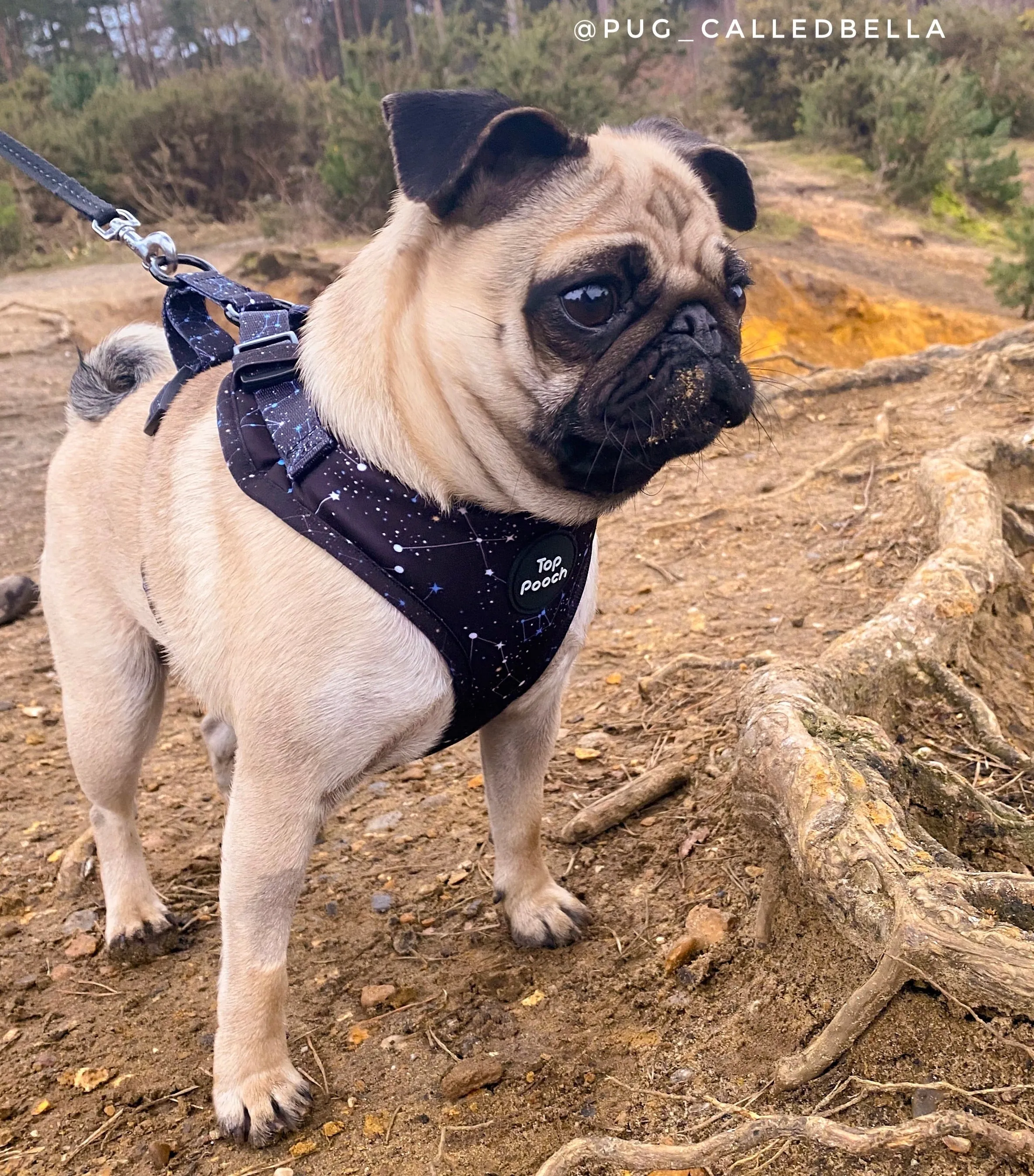 Constellations Harness