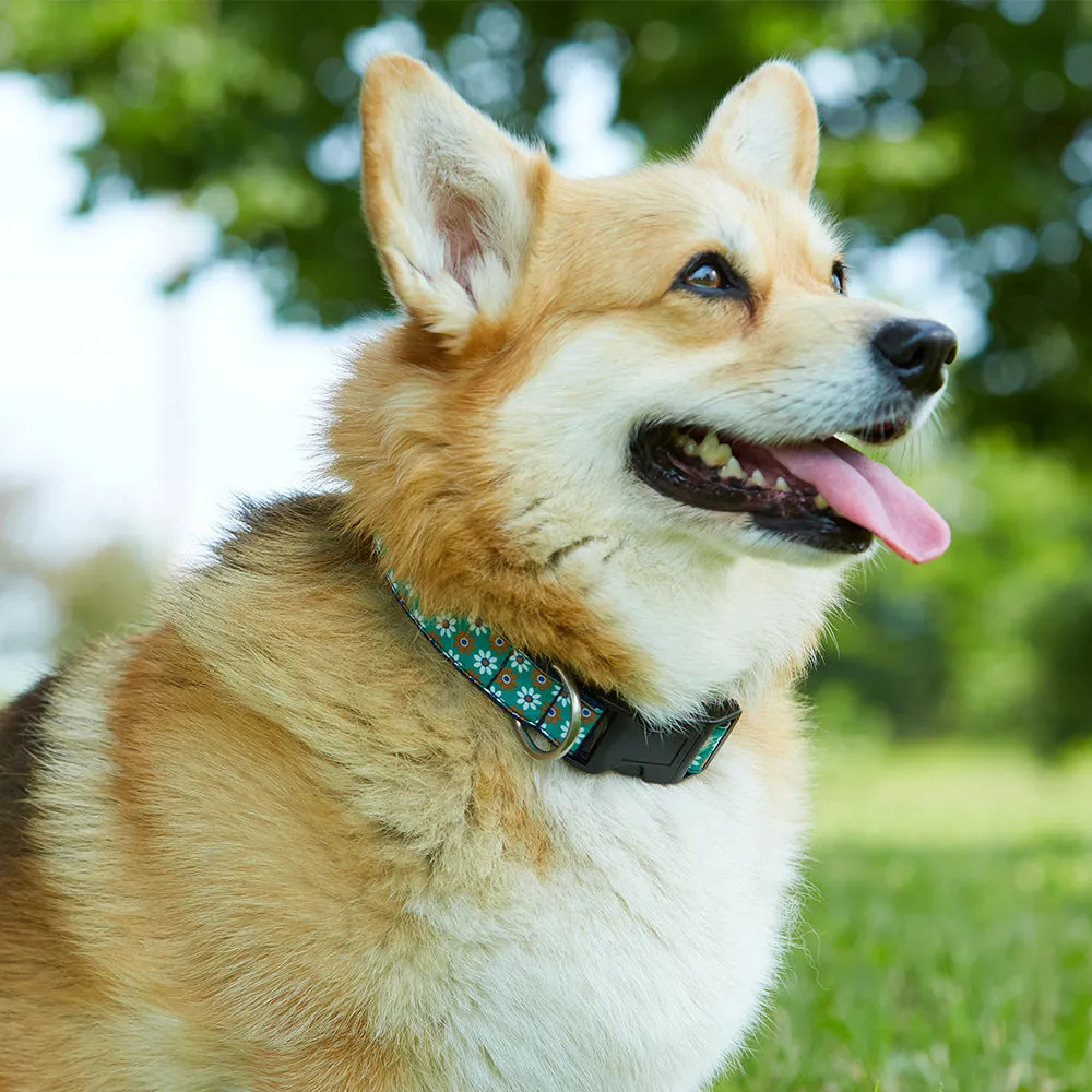 Independence - Dog Collar