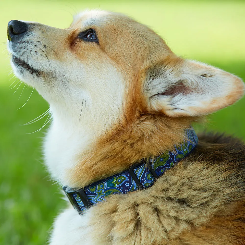 Independence - Dog Collar